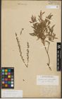 Foto von Salix purpurea L. x Salix repens L.